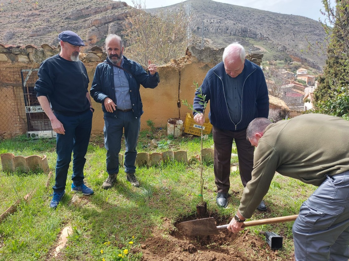 Los olivos de Oliete se hacen un hueco en la tierra de la Era del Tío Cesáreo en Bueña