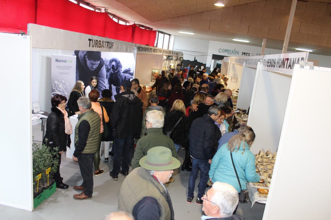 Sarrión inaugura la edición más ansiada de Fitruf con un precio récord de la trufa de 1.200 euros el kilo por su escasez
