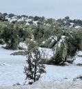 El peso de la nieve vuelve a provocar graves daños en las plantaciones de olivar joven