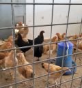 La candidatura de la gallina serrana de Teruel se atasca en el comité de razas