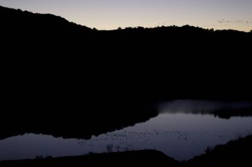 Las grullas buscan el agua en Lechago ante la seca laguna de Gallocanta