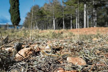 Gestión Forestal pone en marcha una campaña informativa sobre la procesionaria