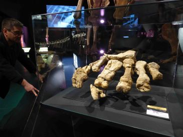 Tres lustros de trabajo paleontológico que pueden verse en las vitrinas de Dinópolis