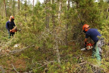 El Gobierno de Aragón realiza tareas selvícolas en más de 4.500 hectáreas para prevenir el riesgo de incendios forestales