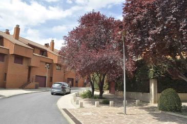 Un estudio aconseja árboles de menor porte que no interfieran con farolas y fachadas