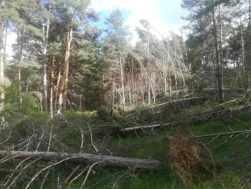 Medio Ambiente asegura que trabaja en las 1.870 hectáreas afectadas en la Sierra de Albarracín por las nevadas