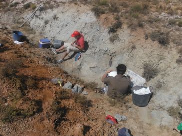 Una nueva investigación sobre plantas fósiles indica que los dinosaurios de Galve vivieron en un ambiente húmedo con influencia marina