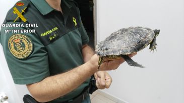 La Guardia Civil se hace cargo de un galápago de Florida en Alcañiz