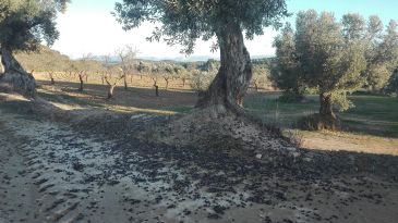 La cosecha de oliva de este año merma un 75% por falta de lluvias en primavera