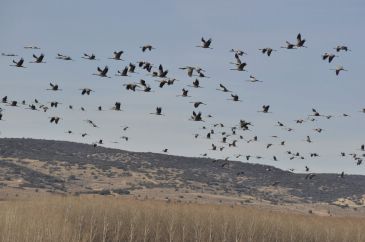 La Laguna del Cañizar recupera buena parte de su biodiversidad gracias a las lluvias