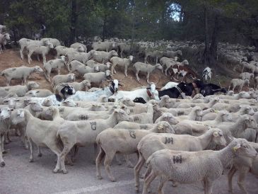 Los ganaderos que hacen la vereda llegan hoy a Guadalaviar