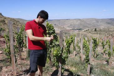 La viticultura extrema de la alta montaña vuelve a reintroducirse en la Sierra de Albarracín