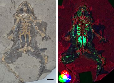 Fósiles de Libros protagonizan otro relevante avance metodológico en Paleontología