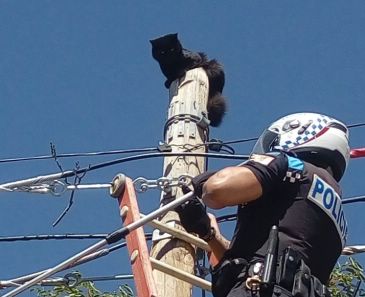 La Policía Local de Teruel rescata a un gato que se había subido a un poste de la luz
