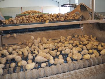 La climatología retrasa la campaña de la patata en Cella, inferior a la de 2018