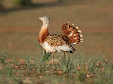 Arranca el proceso de participación ciudadana para la elaboración de los Planes de Gestión de la Red Natura 2000