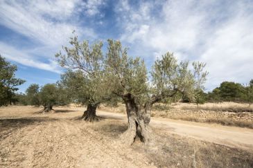 Doce óleo rutas deleitarán los 5 sentidos del visitante del Bajo Aragón-Matarraña