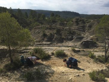 Fuentes de Rubielos escondía fósiles de lirios de mar excepcionales para la ciencia