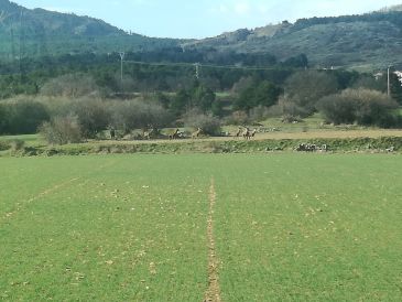 UAGA denuncia los daños que producen los ciervos en los campos de cultivo de la Sierra de Albarracín