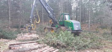 El estado de alarma deja al medio rural con mucha leña sin cortar ni recoger