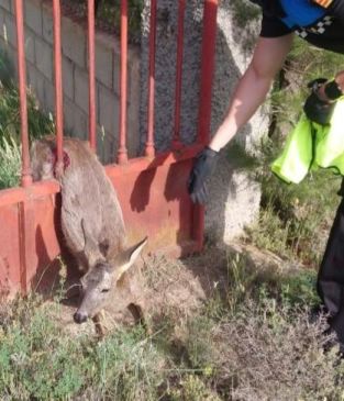 La Policía Local de Teruel rescata a un corzo atrapado en una valla