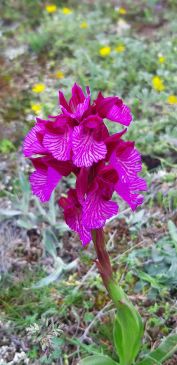 Descubren una orquídea muy poco común, ´la mariposa´ en Castejón de Tornos