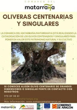 El proyecto de catalogación de las oliveras centenarias y singulares del Matarraña localiza ejemplares milenarios