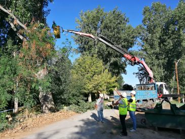 El Ayuntamiento de Teruel tala el árbol que se partió hace dos semanas en la zona de la Moratilla y el Club de Tenis