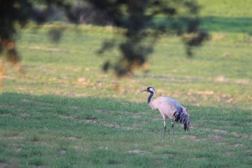 Josefina, la grulla más famosa de Gallocanta, es avistada en Córdoba tras no pasar este año por la laguna