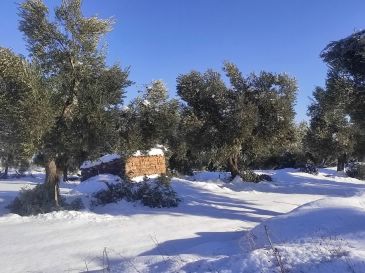 UAGA pide declarar el olivar del Bajo Aragón y Matarraña afectado por Filomena como zona catastrófica