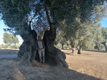 Catalogadas 165 oliveras centenarias, milenarias y singulares en la comarca del Matarraña