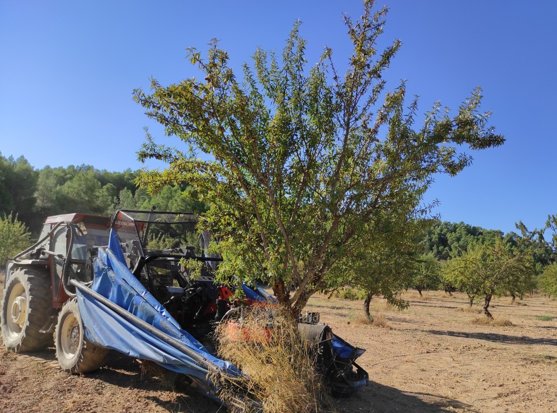 Estiman una minoración de la producción de almendra este año