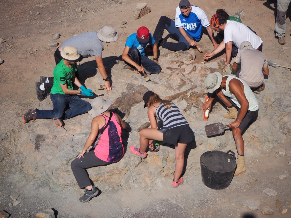 Excelente respuesta al curso de la Universidad de Verano de Teruel sobre paleontología