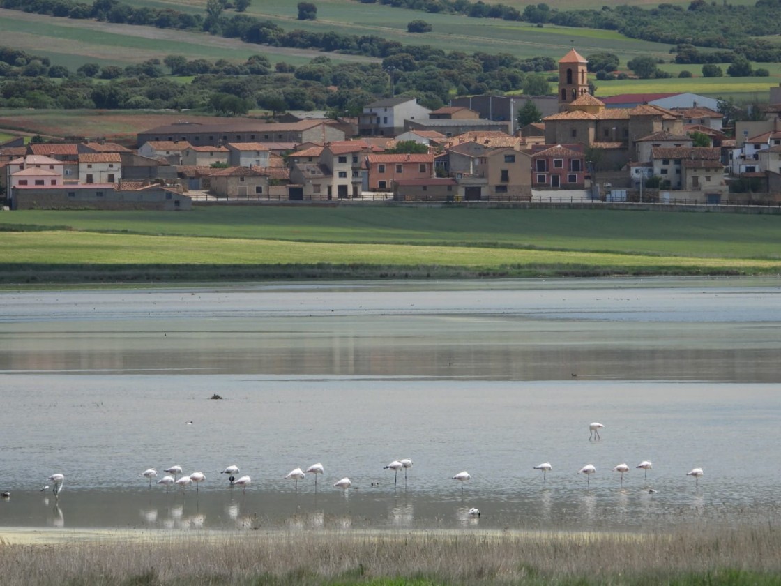 Los flamencos anidan por primera vez en la laguna de Gallocanta