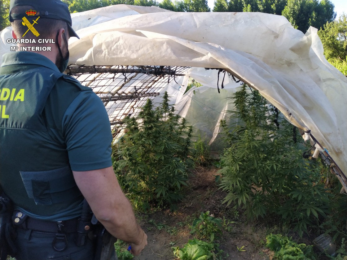 La Guardia Civil de Teruel detiene a dos personas por presunto delito contra la salud pública por cultivar marihuana en Calomarde