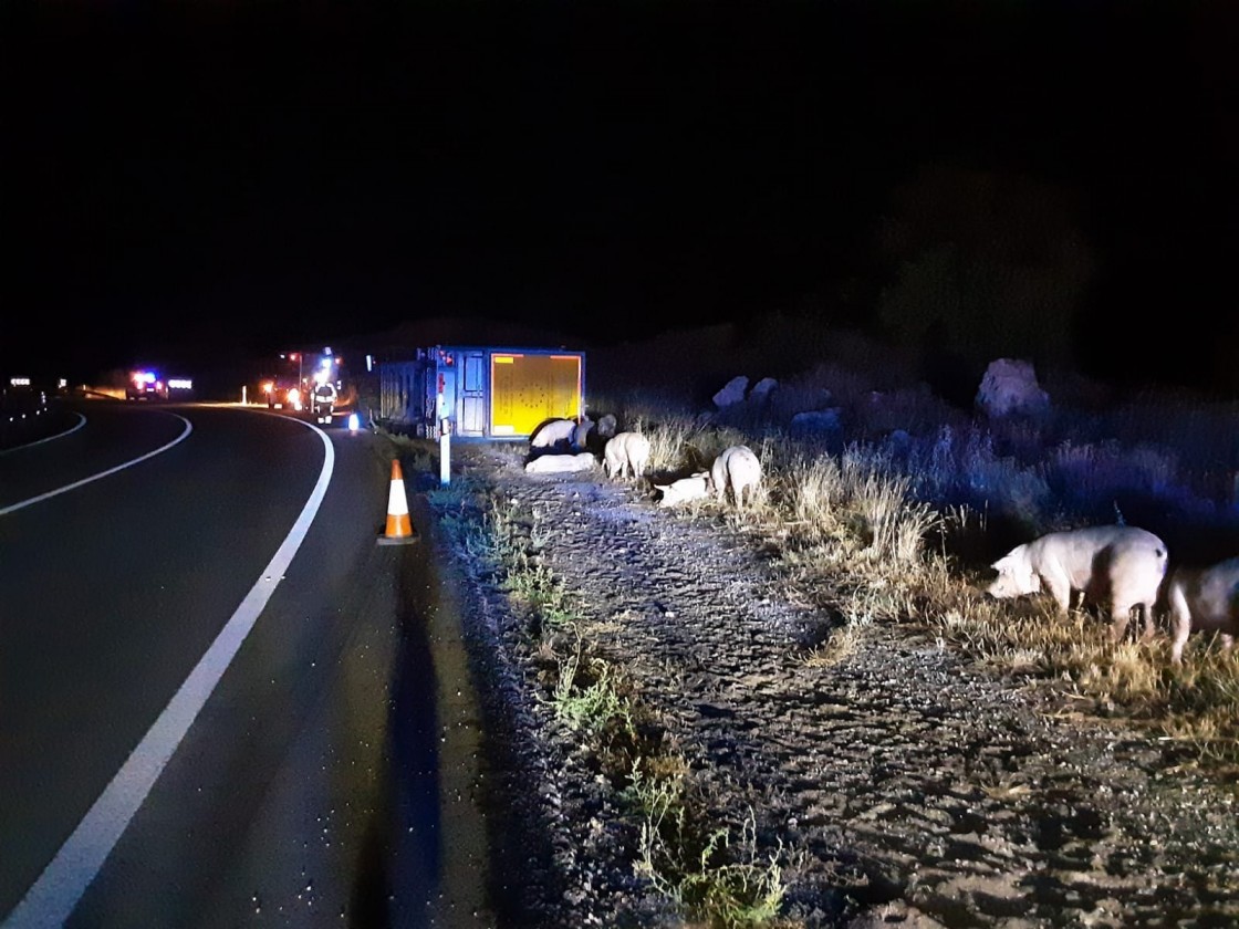 Un camión cargado con cerdos vuelca en la N-211 en Pozuel del Campo