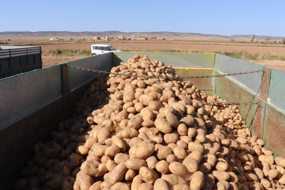 Cella espera una buena producción de patatas con entre 700 y 800 toneladas