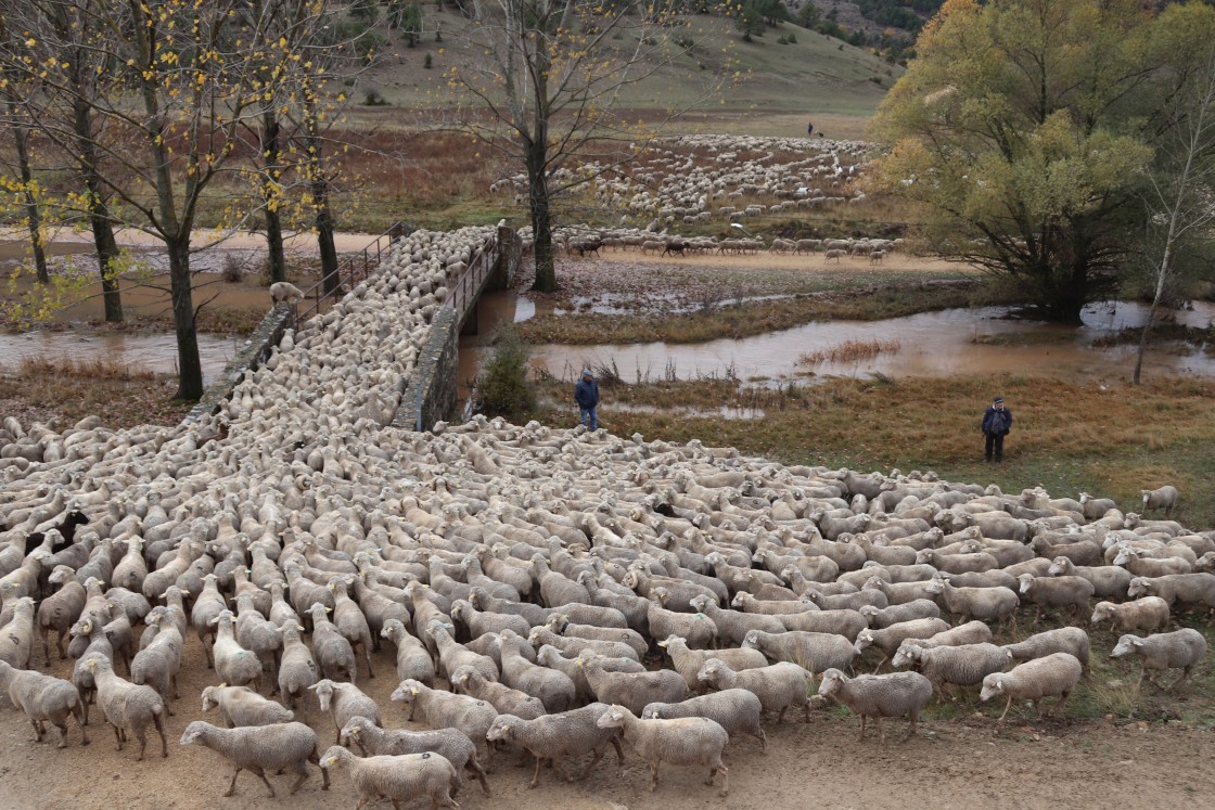 La trashumancia en la Sierra de Albarracín recupera la vereda y la actividad académica