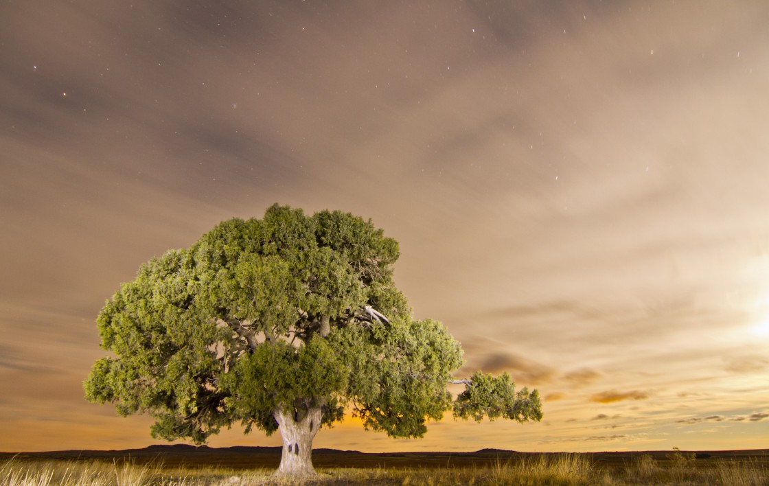 El árbol de la España despoblada que se quiere hacer famoso en Europa