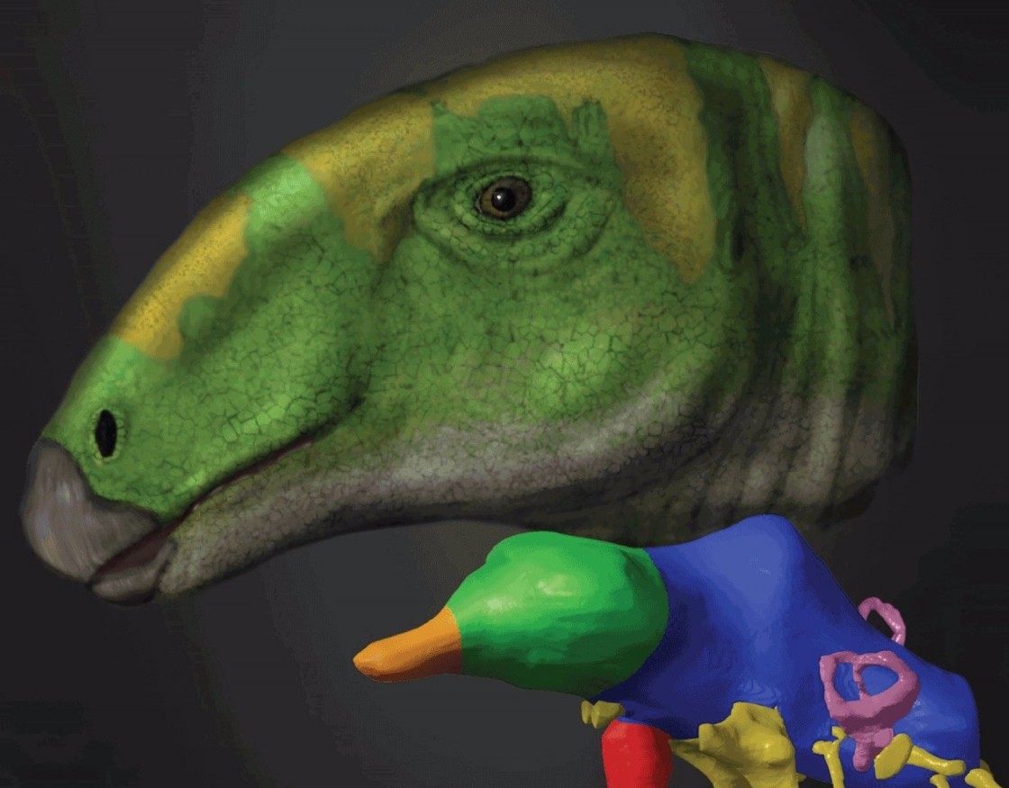 El dinosaurio Proa de Ariño es portada de la prestigiosa revista científica 'Journal of Comparative Neurology'