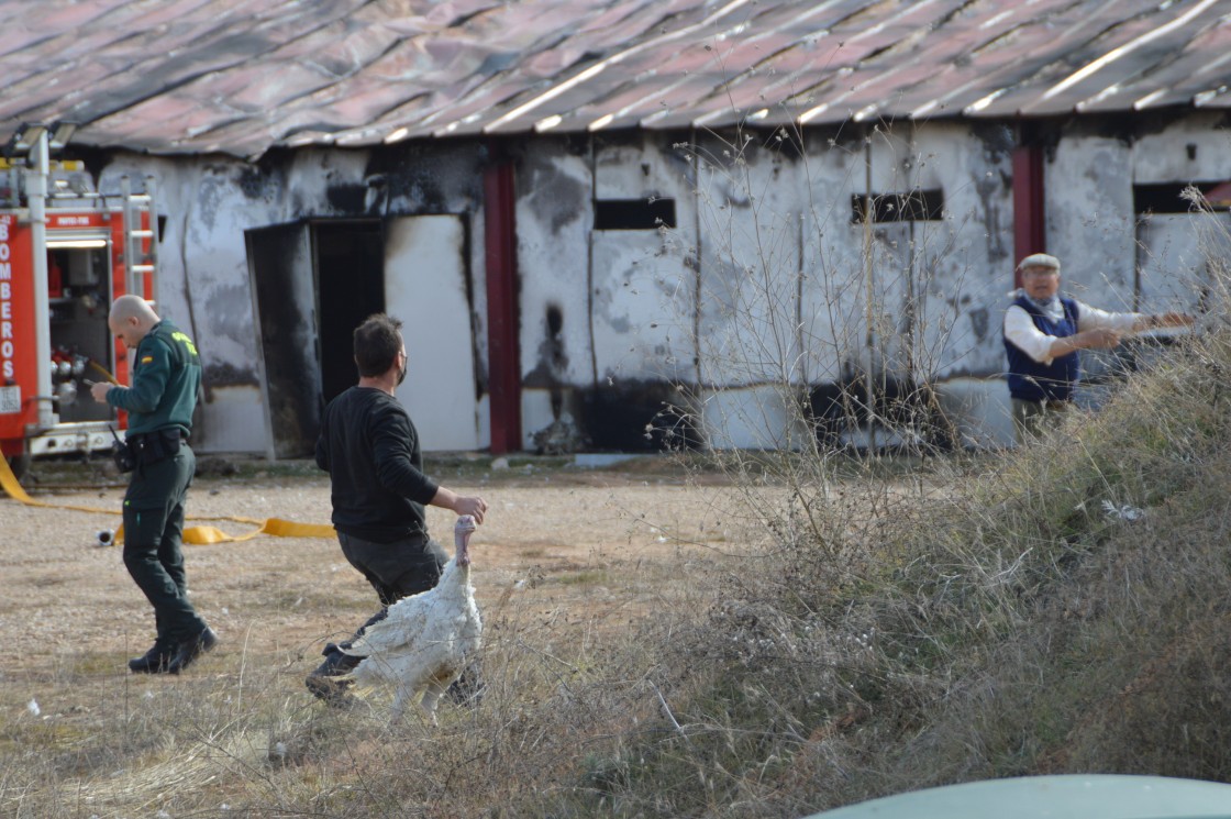 Un incendio calcina una granja de pavos en Molinos con miles de animales en su interior, según las primeras estimaciones