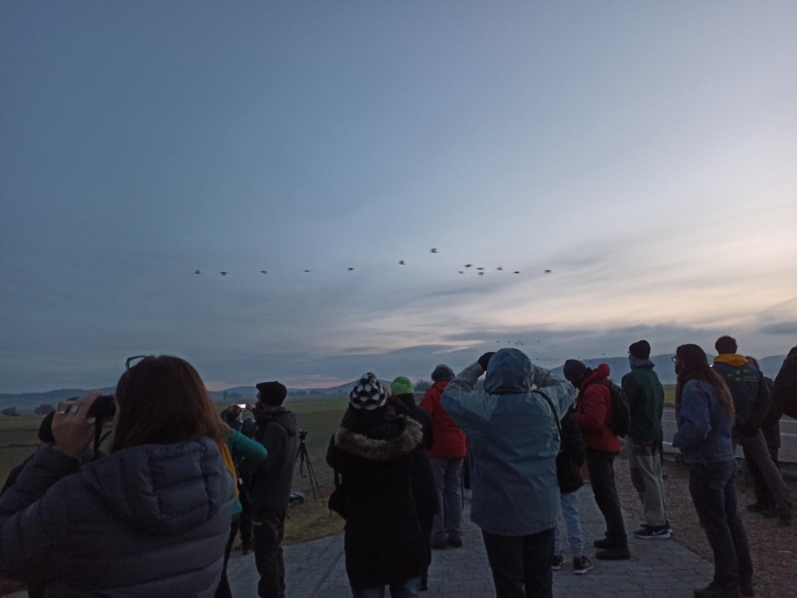 18.300 grullas se censan para su 24 fiesta de despedida de la laguna de Gallocanta