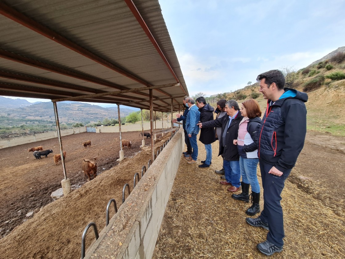 Seleccionados los toros que se correrán en la Vaquilla del Ángel