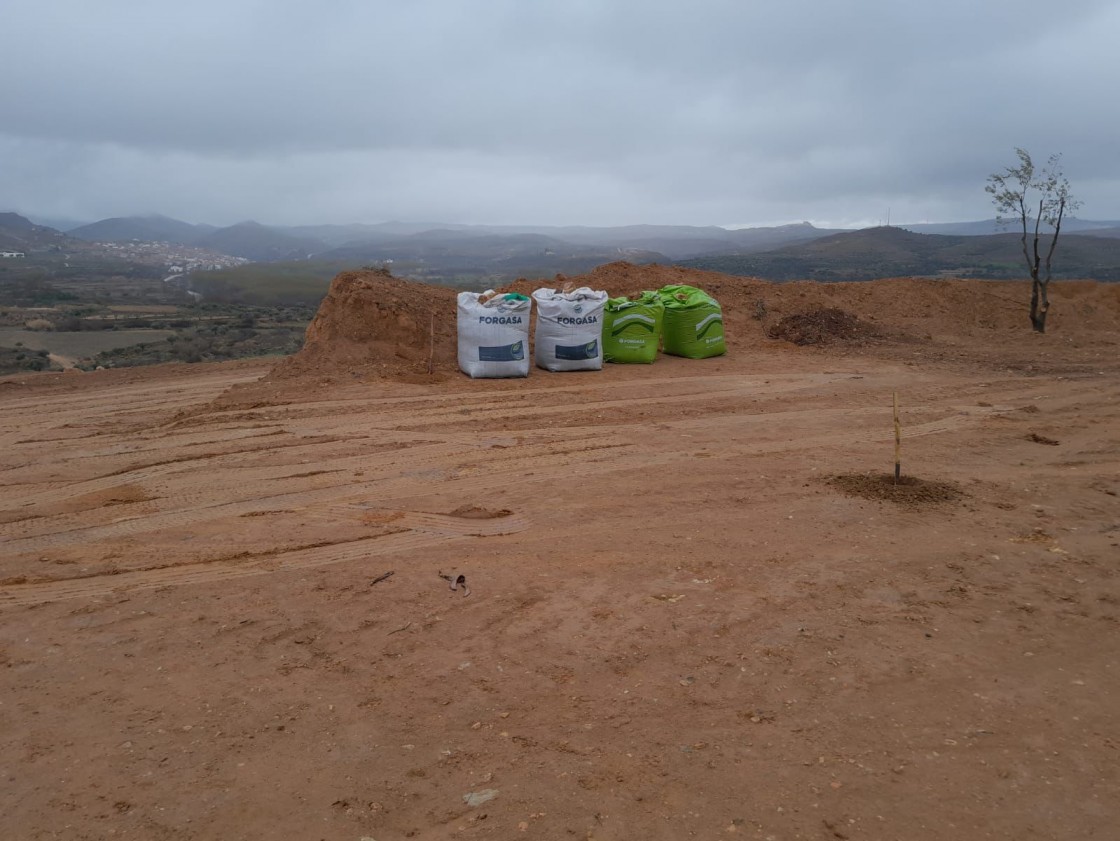 Cuatrocientos olivos devolverán la biodiversidad a una mina de Oliete