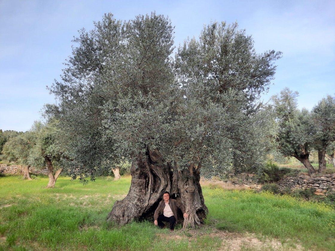 La Olivera de Cervera de Belmonte de San José, catalogada como árbol singular