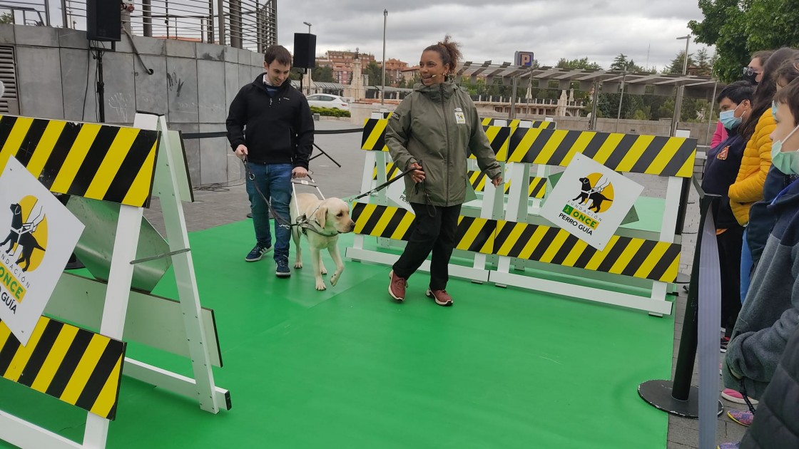 Los labradores Lowy y Anuk muestran su trabajo como perros guía en una exhibición en La Glorieta