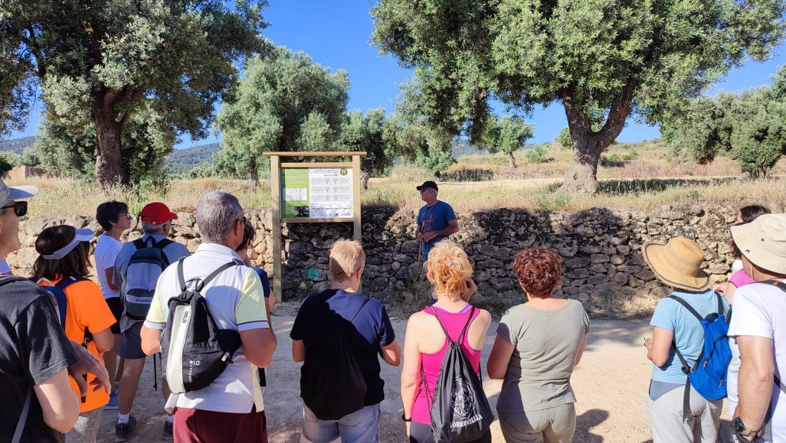 La Comarca del Bajo Aragón lleva a 40 vecinos a conocer las oliveras de la variedad Manzanella