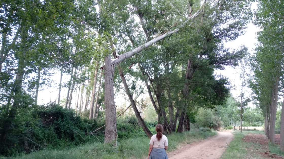 Varios árboles se desploman en las riberas de los ríos Turia y Guadalaviar de Teruel