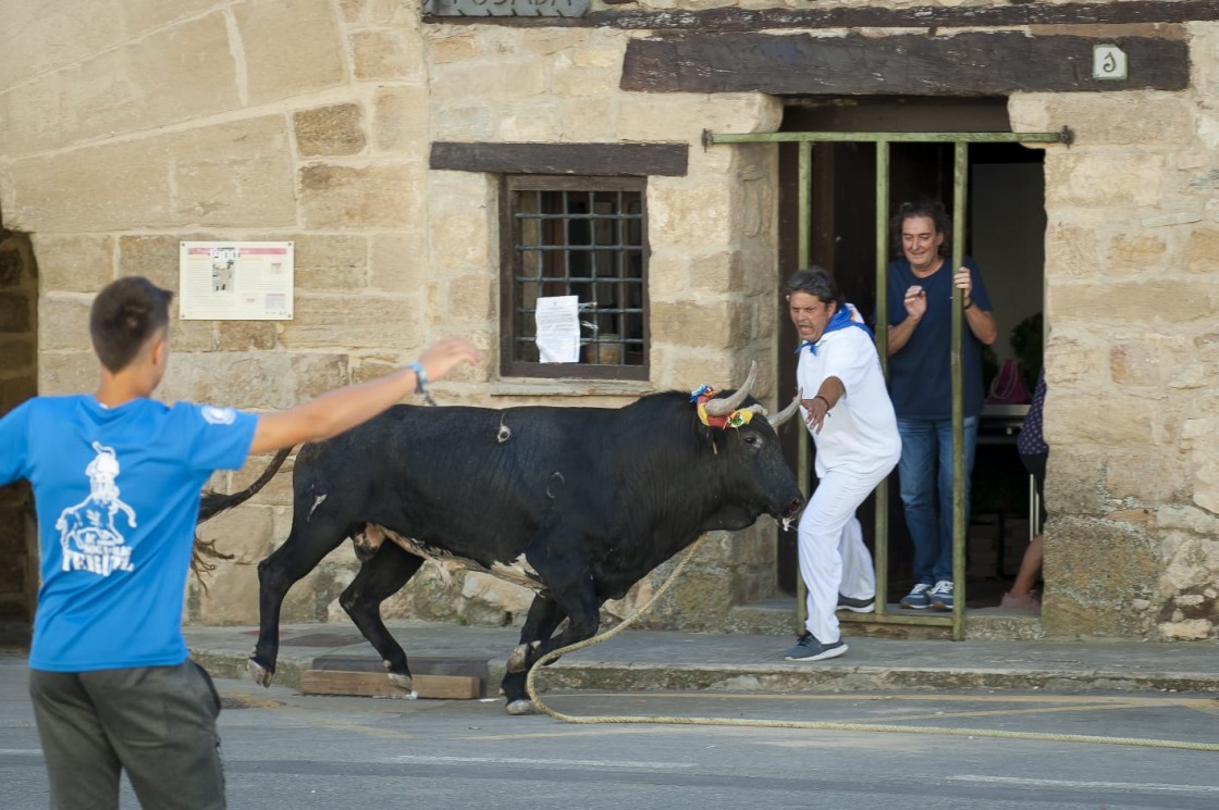 Rubielos celebra los 400 años de historia de su toro de cuerda con varias exhibiciones