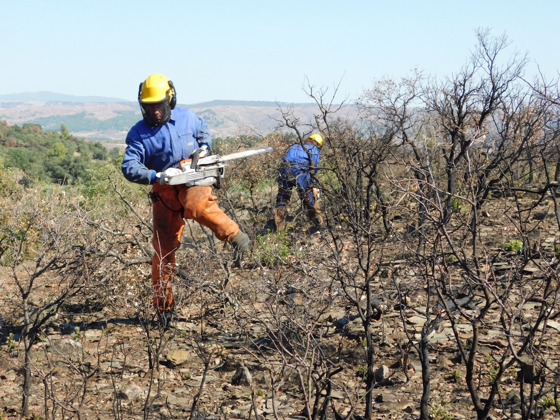 Los trabajos de restauración por el incendio en la zona de Castejón de Tornos costarán unos 400.000 euros